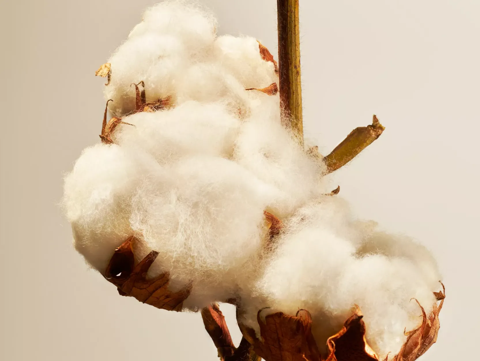 Cotton Blossom Refill Fragrance Sticks
