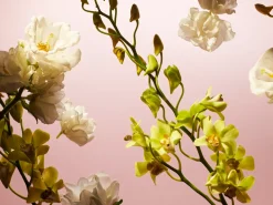 Fleurs de l'Himalaya