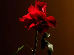 Imperial Rose Refill Fragrance Sticks