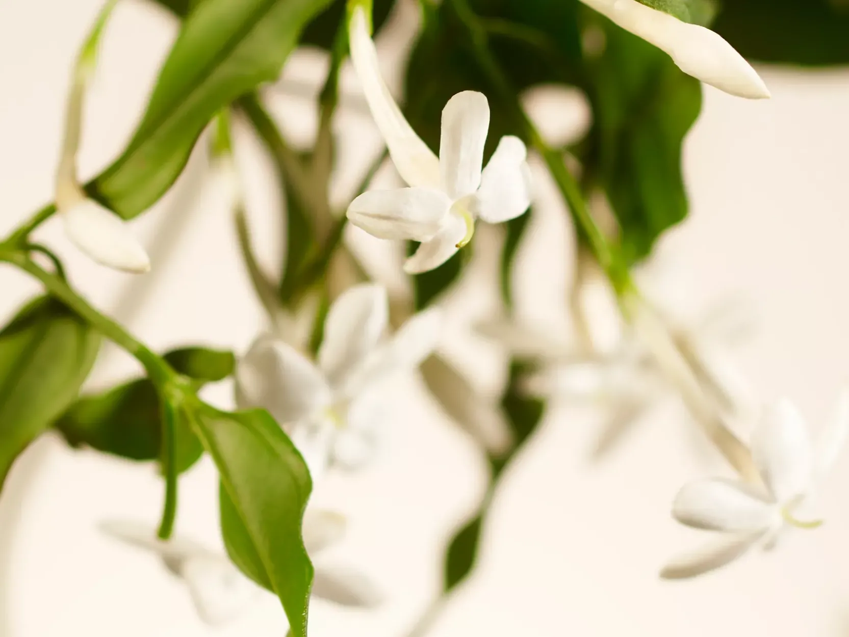 Large Sweet Jasmine Scented Candle