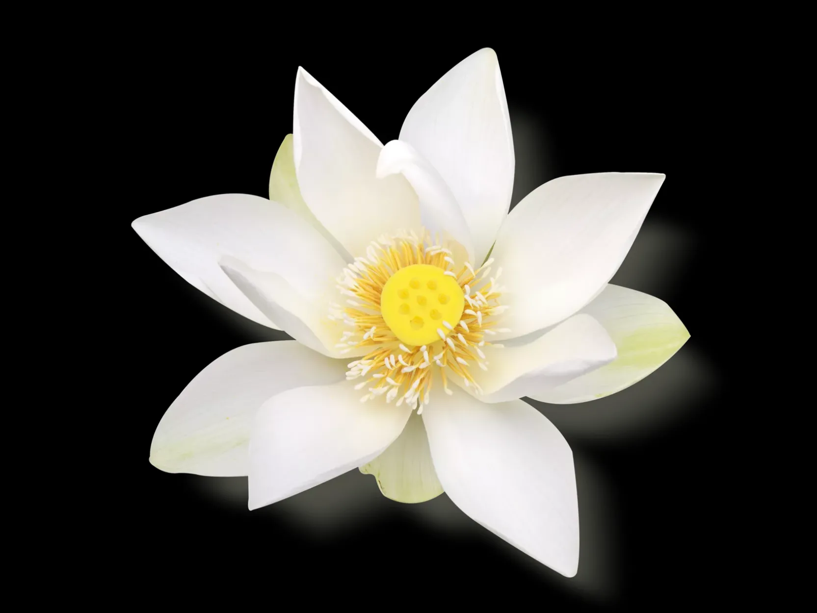 Luxurious Scent Booster & Softener in 2