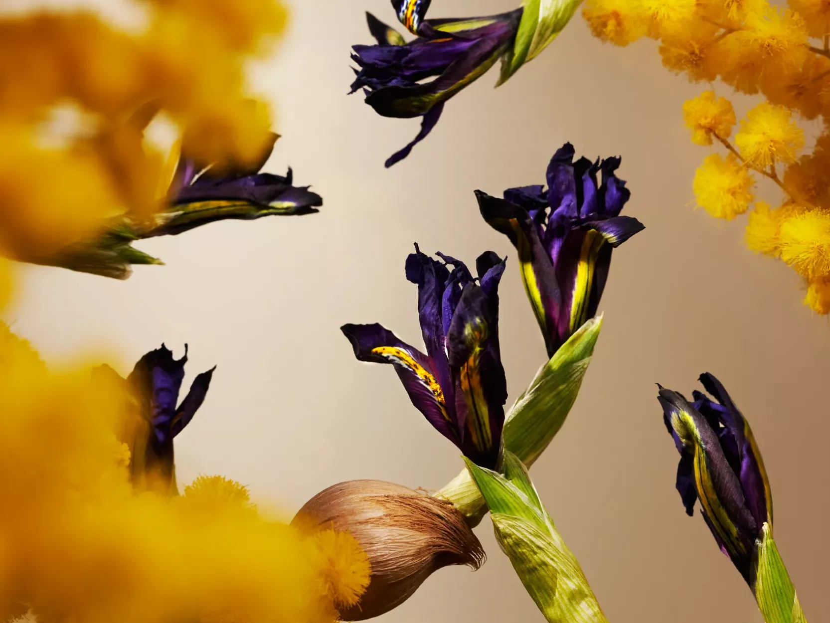 Orris Mimosa Refill Fragrance Sticks