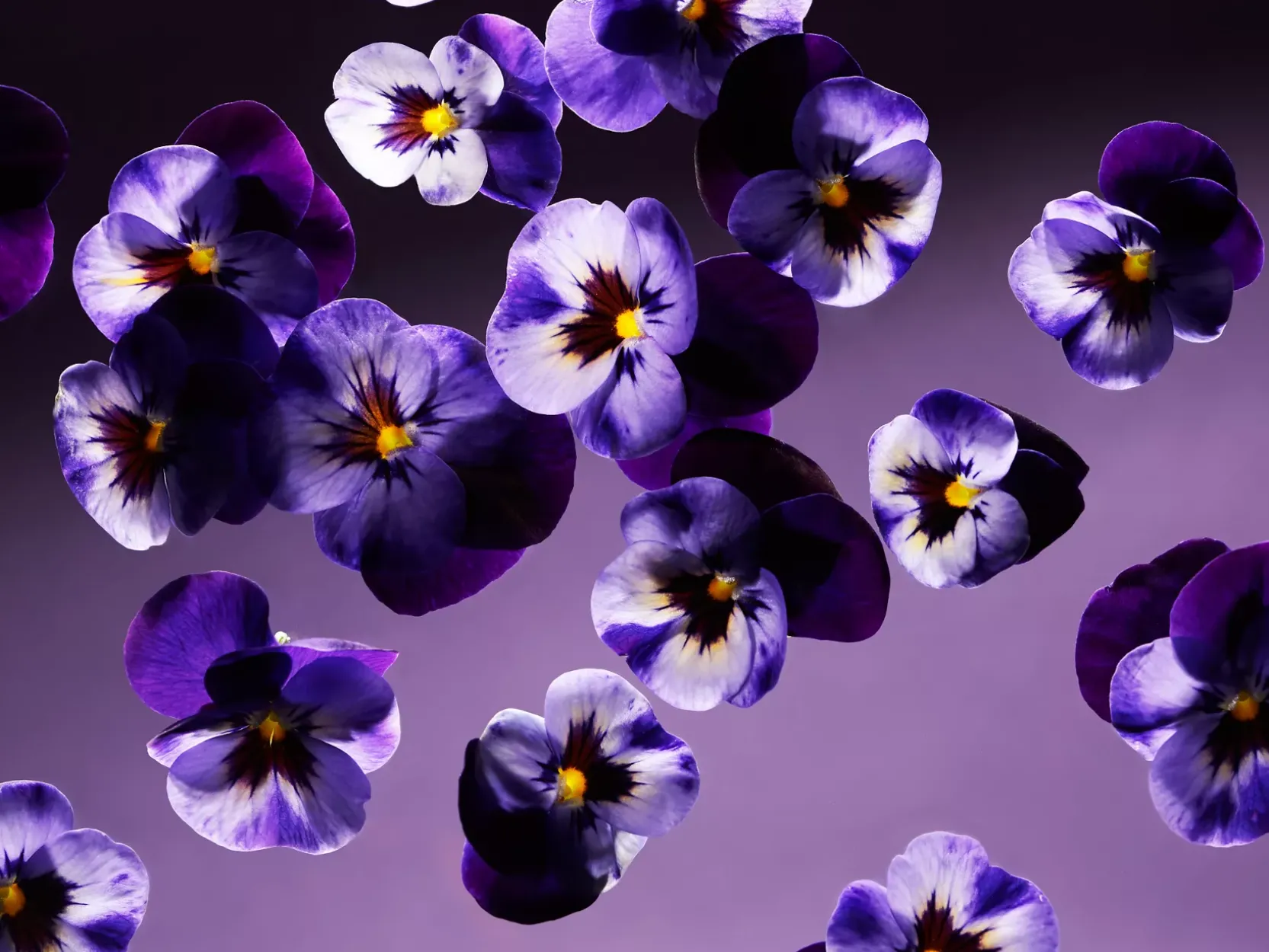 Smooth Violet Kitchen Hand Balm
