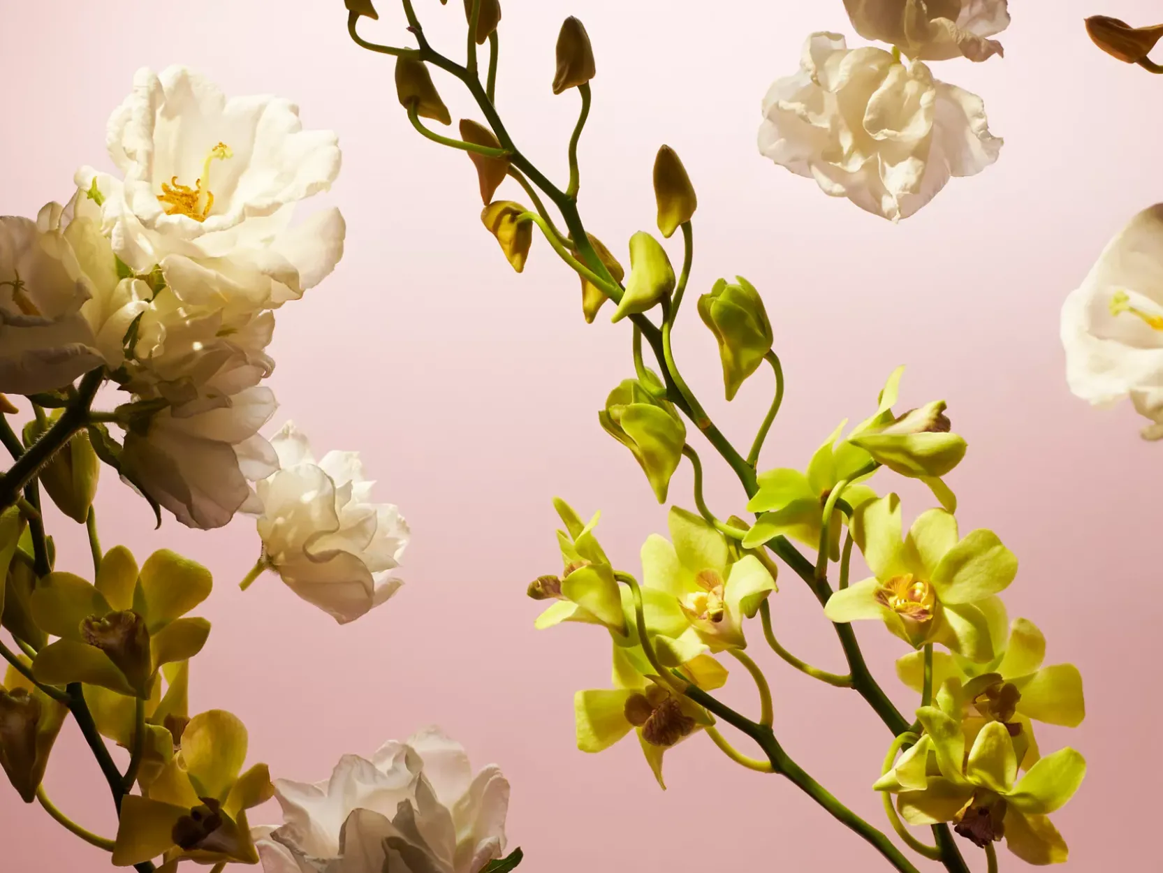 Travel - Fleurs de l’Himalaya