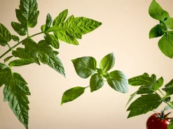 White Basil Car Perfume